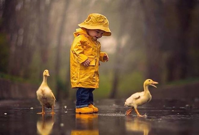 Little boy playing with ducks in the rain