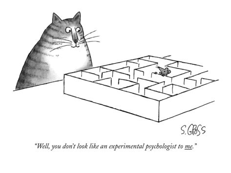Mouse in a maze and talking to cat: "Well, you don't look like an experimental psychologist to me."